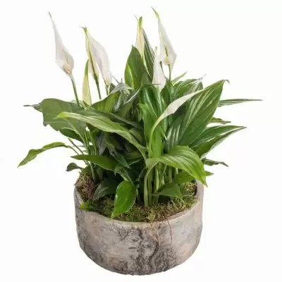 Спатифиллум Шопен