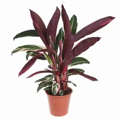 Строманта Триостар