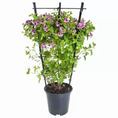 Пеларгония зональная Розовая на решетке