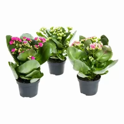 Каланхоэ каландива микс