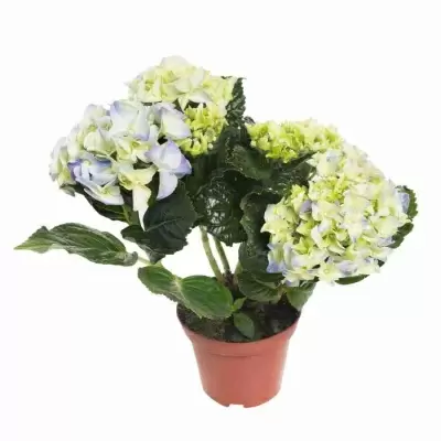 Гортензия Liberteen Гортензия Liberteen