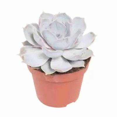 Эхеверия Лилацина