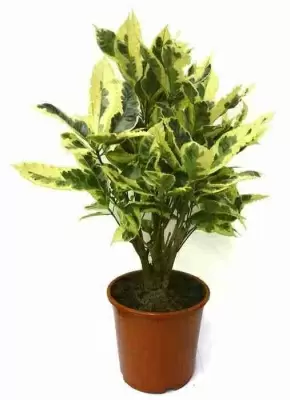 Кодиеум Эбурнеум