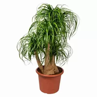 Бутылочное дерево