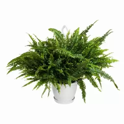 Нефролепис Грин Леди ампельный 