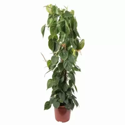 Филодендрон Сканденс моссток Филодендрон Сканденс моссток