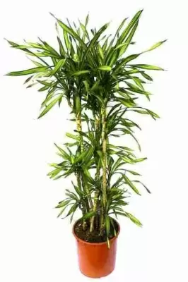 Драцена фрагранс Рики разветвленная