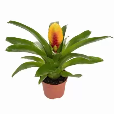 Вриезия  Кида