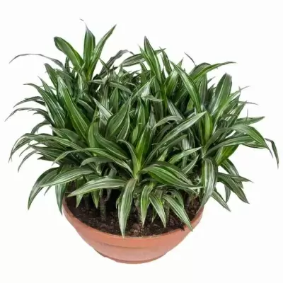 Драцена фрагранс Улиссус 21 ст в плошке