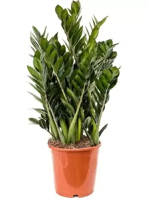 Долларовое дерево замиокулькас