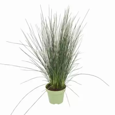 Джункус Пенсил Грасс