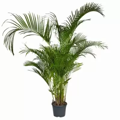 Пальма Арека  Пальма Арека