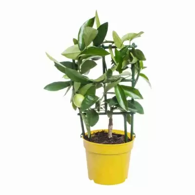 Цитрус Вулкан Лемон