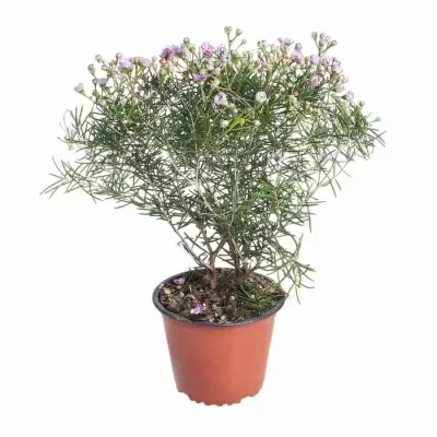 Хамелациум Беки Хамелациум Беки