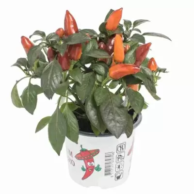 Капсикум Орнамент Оранж