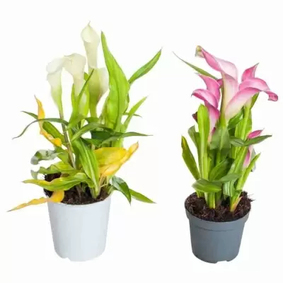 Калла Каптейн Розетт