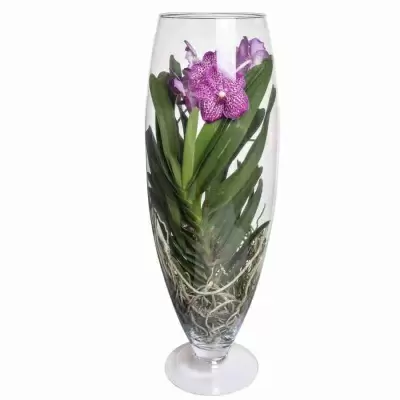 Ванда в стекле шампань