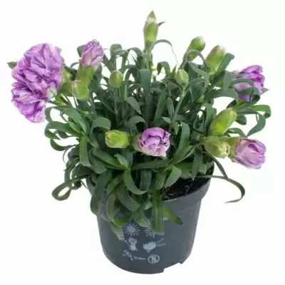 Гвоздика Илка