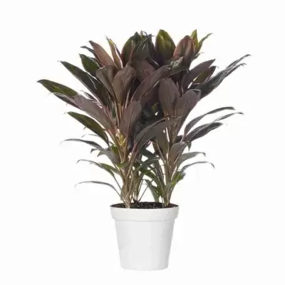 Кордилина Румба