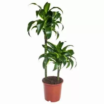 Драцена фрагранс Дорадо 2 ст