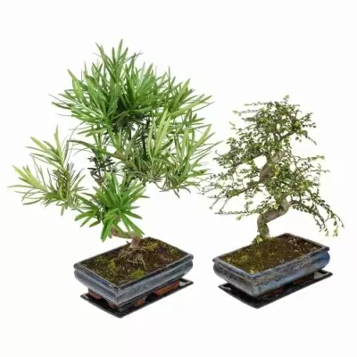 Бонсай Подокарпус