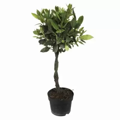 Лавровое дерево 