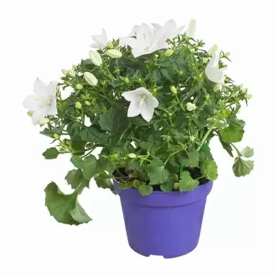 Кампанула изофилла белая