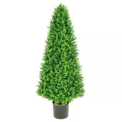 Самшиты деревья