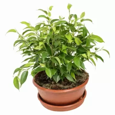 Фикус бенджамина Даниэль в плошке