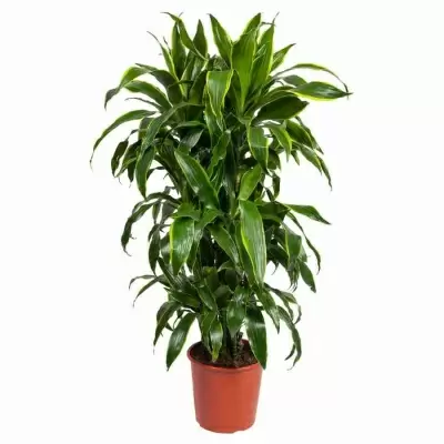 Драцена фрагранс Артуро разветвленная Драцена фрагранс Артуро разветвленная