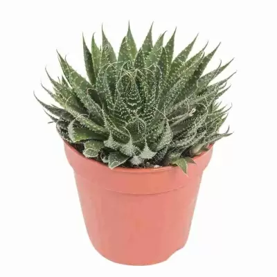 Алоэ Вариегата