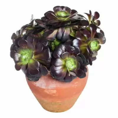 Эониум Велюр в кувшине