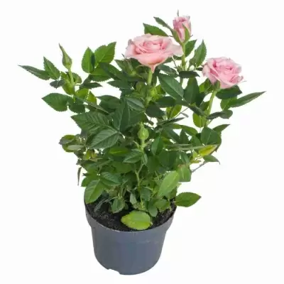 Роза кордана Розовая Марика Роза кордана Розовая Марика