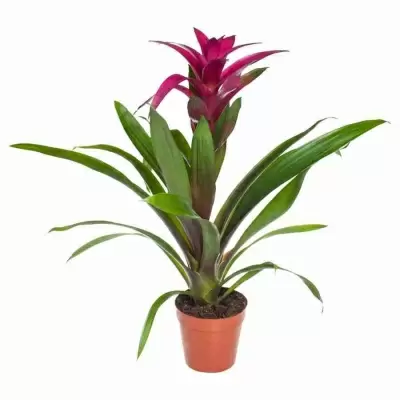 Гузмания Пэшн