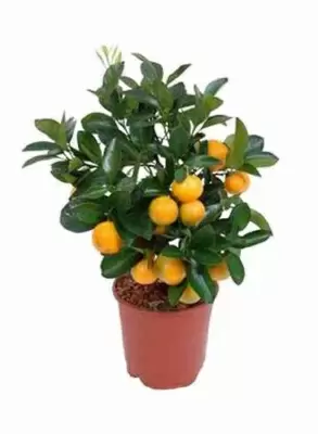 Апельсиновое дерево