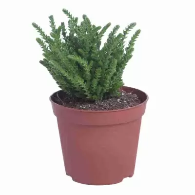 Крассула плауновидная