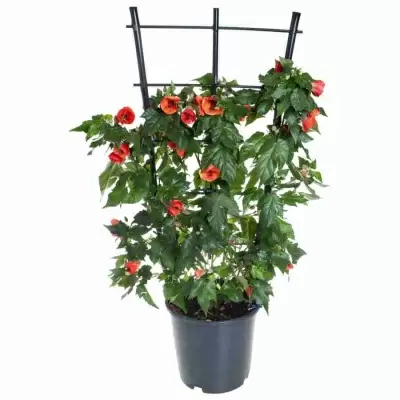 Абутилон на решетке Абутилон на решетке