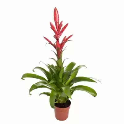 Вриезия Интенсо красная