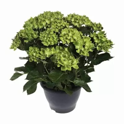 Гортензия Лайм Гортензия Лайм