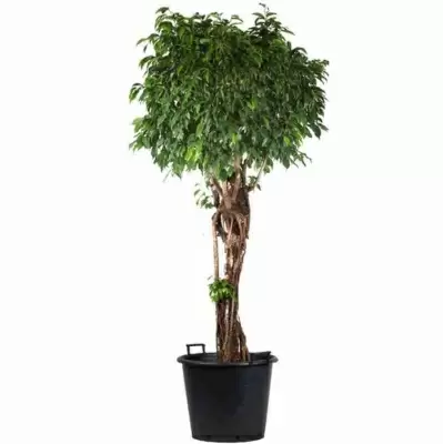 Гузмания Тутти-Фрутти