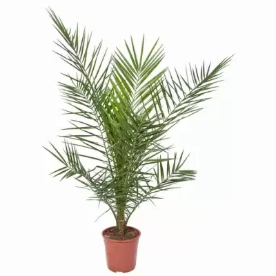 Финик Канарский Финик Канарский