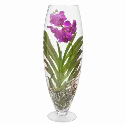 Ванда микс в стекле