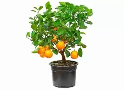 Мандариновое дерево