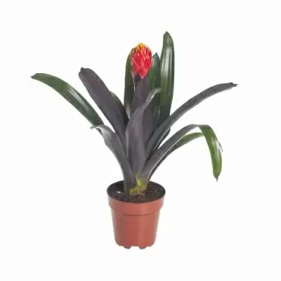 Гузмания Конифера