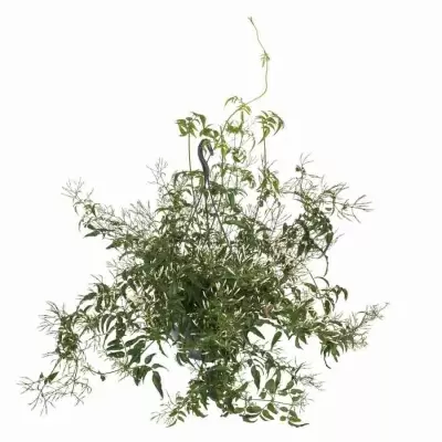 Жасмин многоцветковый ампельный Жасмин многоцветковый ампельный