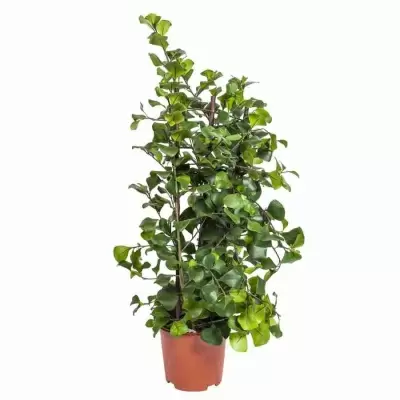 Фикус треугольный Гринхарт на решетке