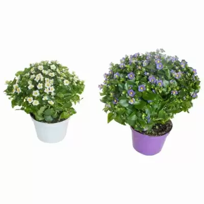 Экзакум душистая фиалка