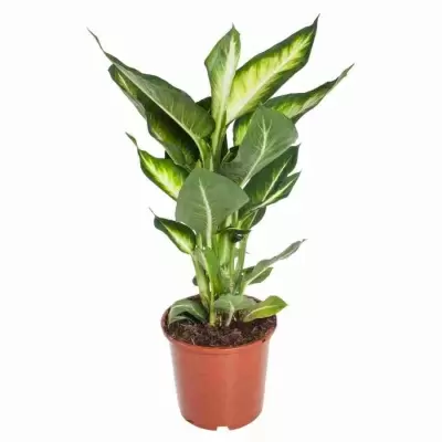 Диффенбахия Грин Мэджик