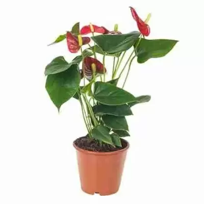 Антуриум Адрианум Беби Бумер