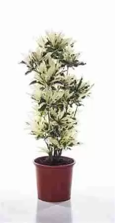 Кодиеум Тамара